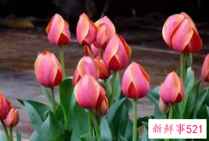 每种花代表女生的性格