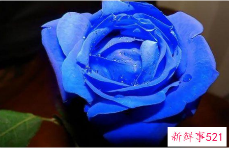 蓝色妖姬代表什么含义