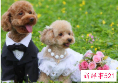 狗狗不吃饭怎么办