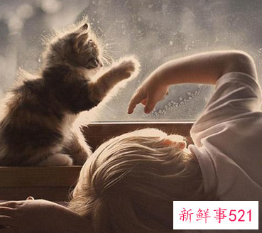 水瓶座猫咪性格