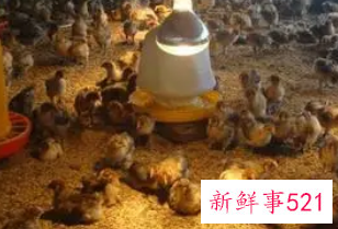 从街上买回来的小鸡怎么养