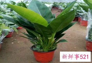 金钻的养殖方法与注意事项