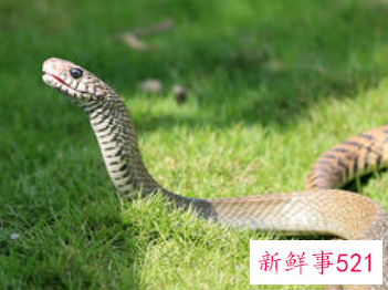 财运好到爆的生肖女