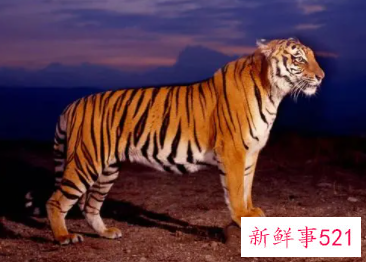 虎本命年外套穿什么颜色