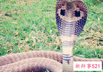 女人自己梦见蛇