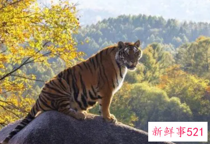 虎本命年外套穿什么颜色