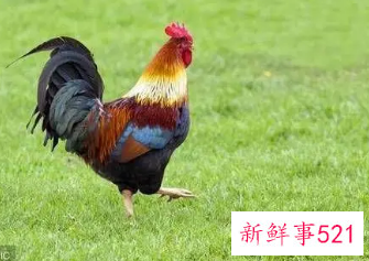 属鸡如何面对自己的不完美