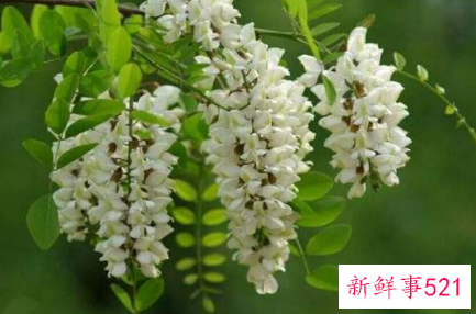 镇宅辟邪最厉害的植物有哪些