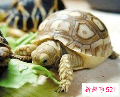 可以上手的迷你小宠物