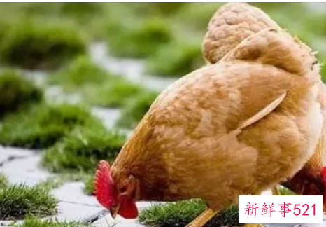 一只鸡啄另一只鸡的头