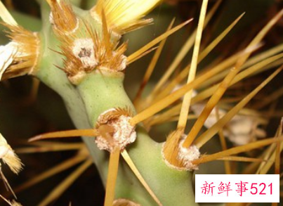 梦见娘家办喜事