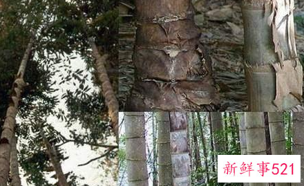 世界上最大的竹子品种