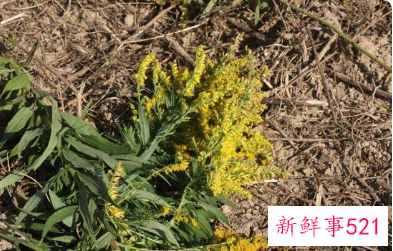 加拿大一枝黄花到底是啥