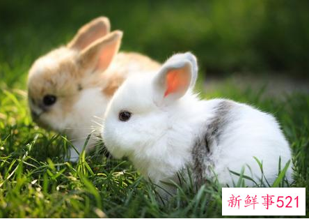 11月属兔的人命好不好