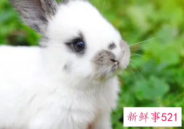 属兔和属鸡合不合