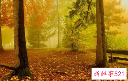 秋天的树叶800字作文