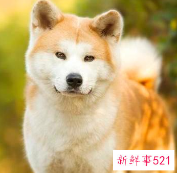 比较安静的狗狗有哪些