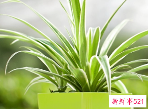 几种观叶植物的新式盆栽法