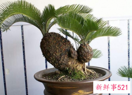 天气越热长得越好的耐高温植物