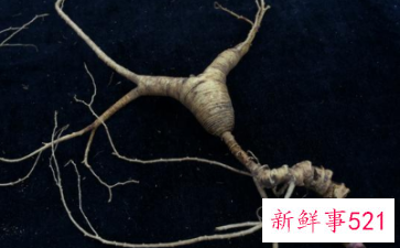 什么情况下吃人参最好