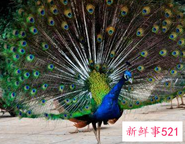 绿孔雀母的可以开屏吗