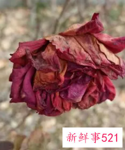 收到的鲜花怎么保存的久一点不会枯萎