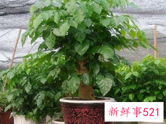 绿宝树什么属相不能养