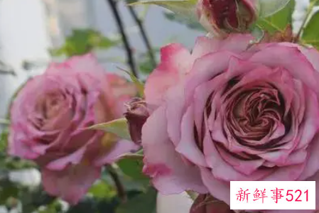 月季花的品种简介