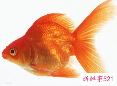 孕妇梦见大金鱼是什么意思