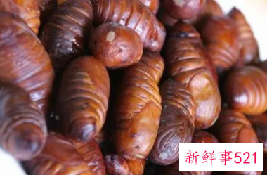 蚕蛹的营养价值