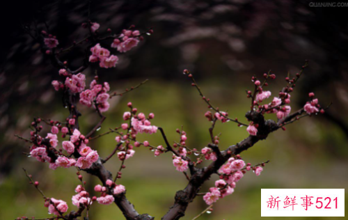 门前最旺风水的花是什么花