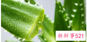 如何使用芦荟胶护肤