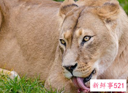 梦见猛兽是什么意思