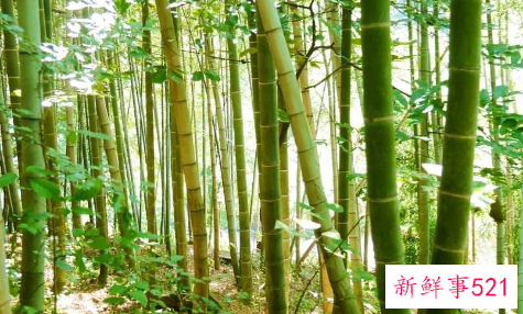 世界上最大的竹子品种