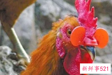 一只鸡啄另一只鸡的头