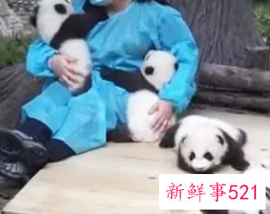 饲养员年度工作总结怎么写