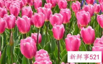 郁金香的寓意和象征