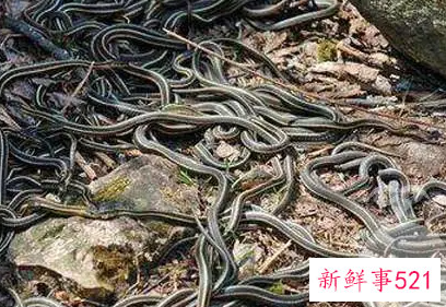 女人自己梦见蛇