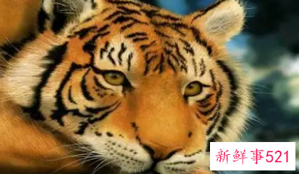 属虎人明天的财运如何