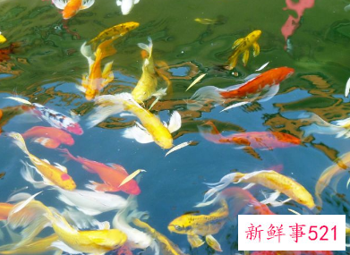 养鱼的寓意和象征风水