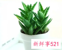 芦荟怎么养才能长得快