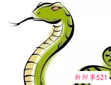 属蛇人容易得什么病