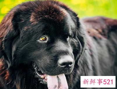 比较安静的狗狗有哪些