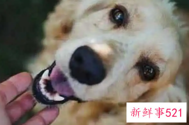 摸幼犬的头它会向上咬