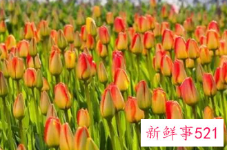 郁金香的花语和象征意义