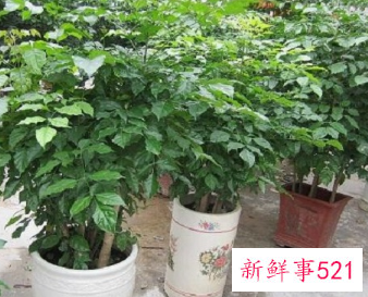 绿宝树什么属相不能养