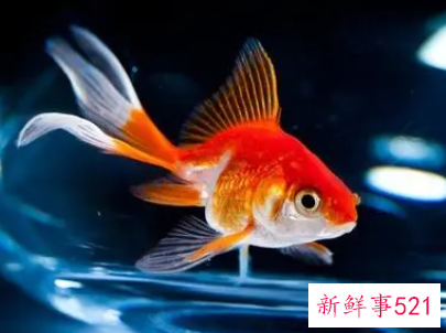 孕妇梦见大金鱼是什么意思