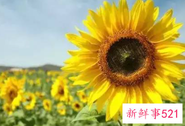 每种花代表女生的性格