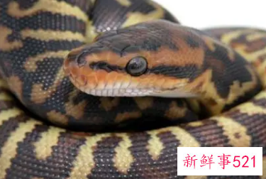 已婚男人梦到蟒蛇