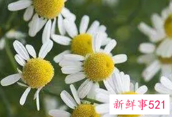 洋甘菊闻起来是什么味道